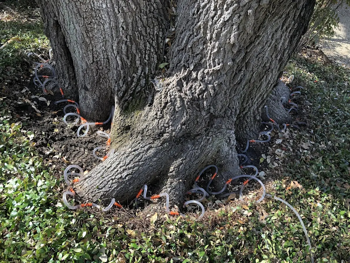 Detailed Tree Cabling and Bracing job site in Chauncey
