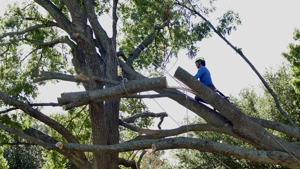 Professional Hazardous Tree Removal performed by certified arborists in Chauncey
